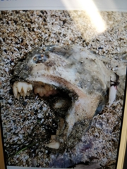 Anarrhichthys ocellatus