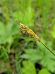 Carex siccata