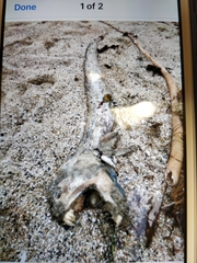 Anarrhichthys ocellatus