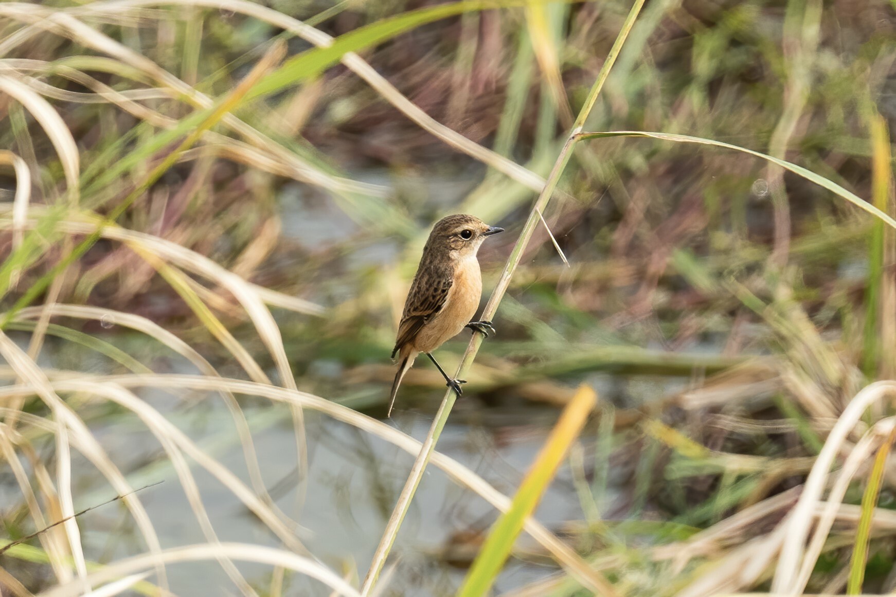 Siberian Stonechat