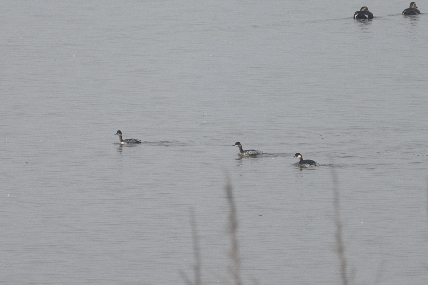 Black-necked Grebe
