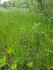 Carex siccata