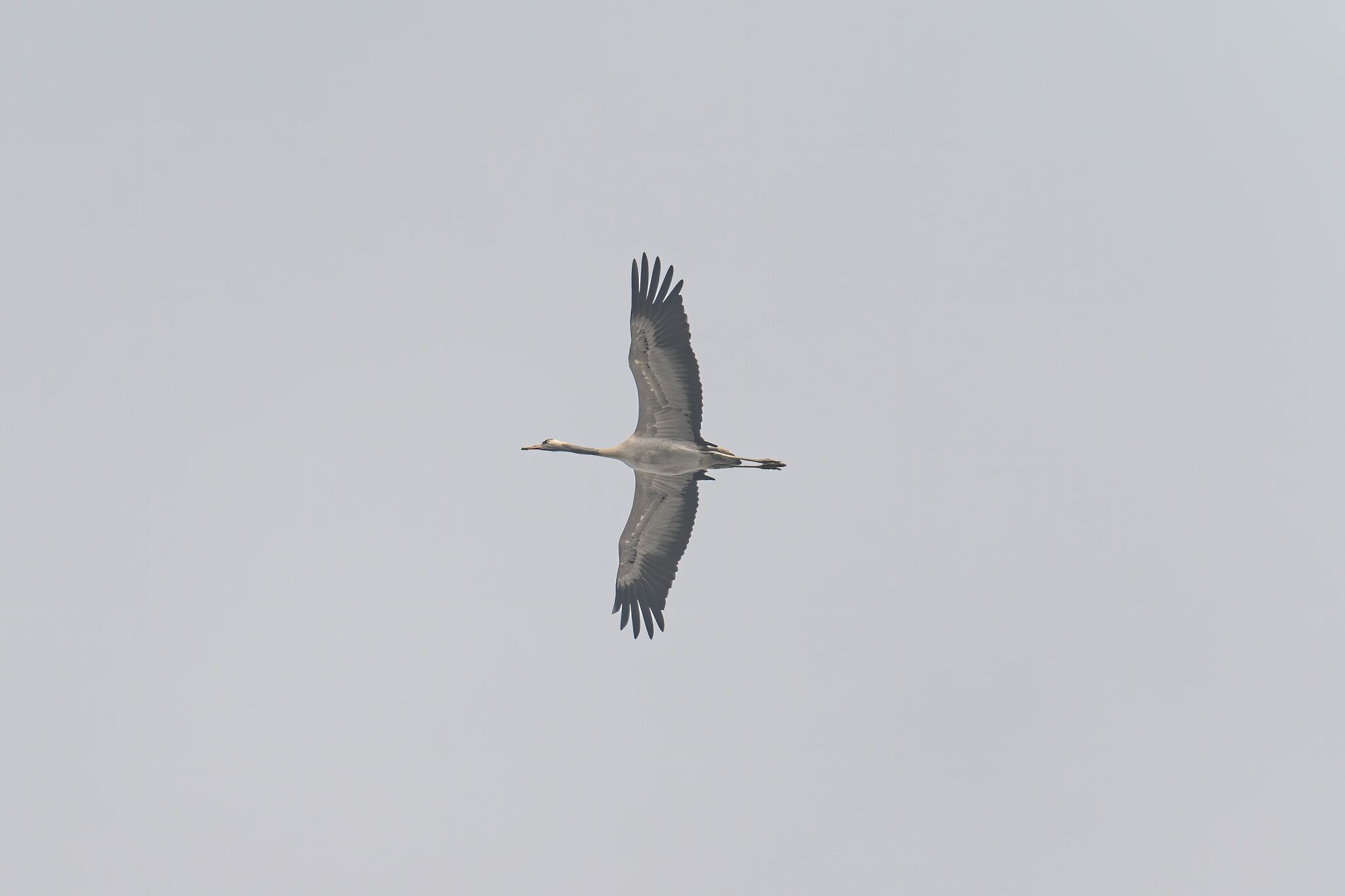 Common Crane