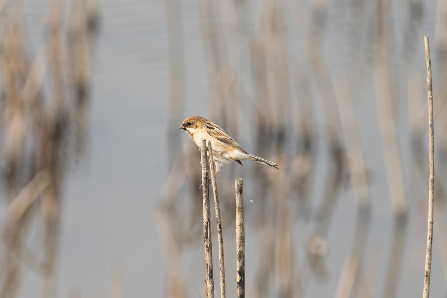 Pallas's Reed Bunting