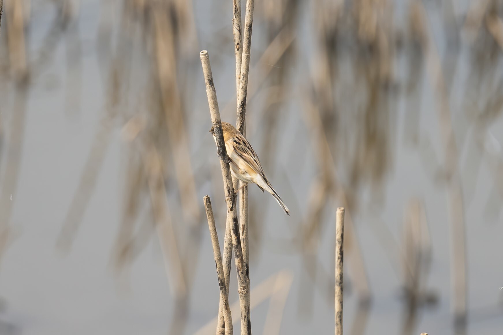 Pallas's Reed Bunting