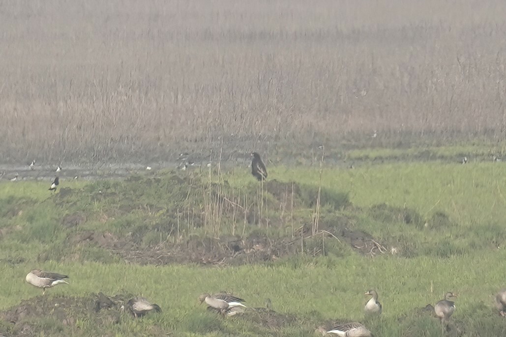 Greater Spotted Eagle