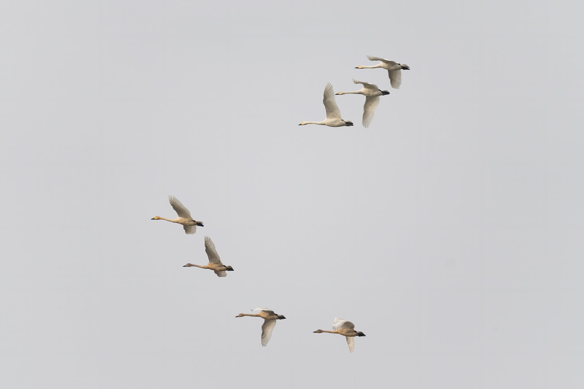 Tundra Swan