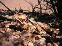 Phrynosoma blainvillii