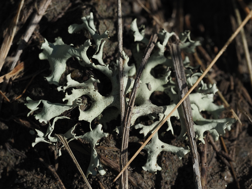 Tumbleweed Shield Lichen