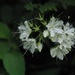 Hydrophyllum canadense - Photo (c) bendingtree, algunos derechos reservados (CC BY-NC), subido por bendingtree
