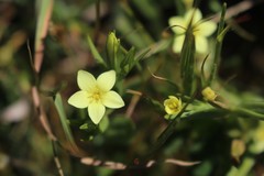 Centaurium maritimum