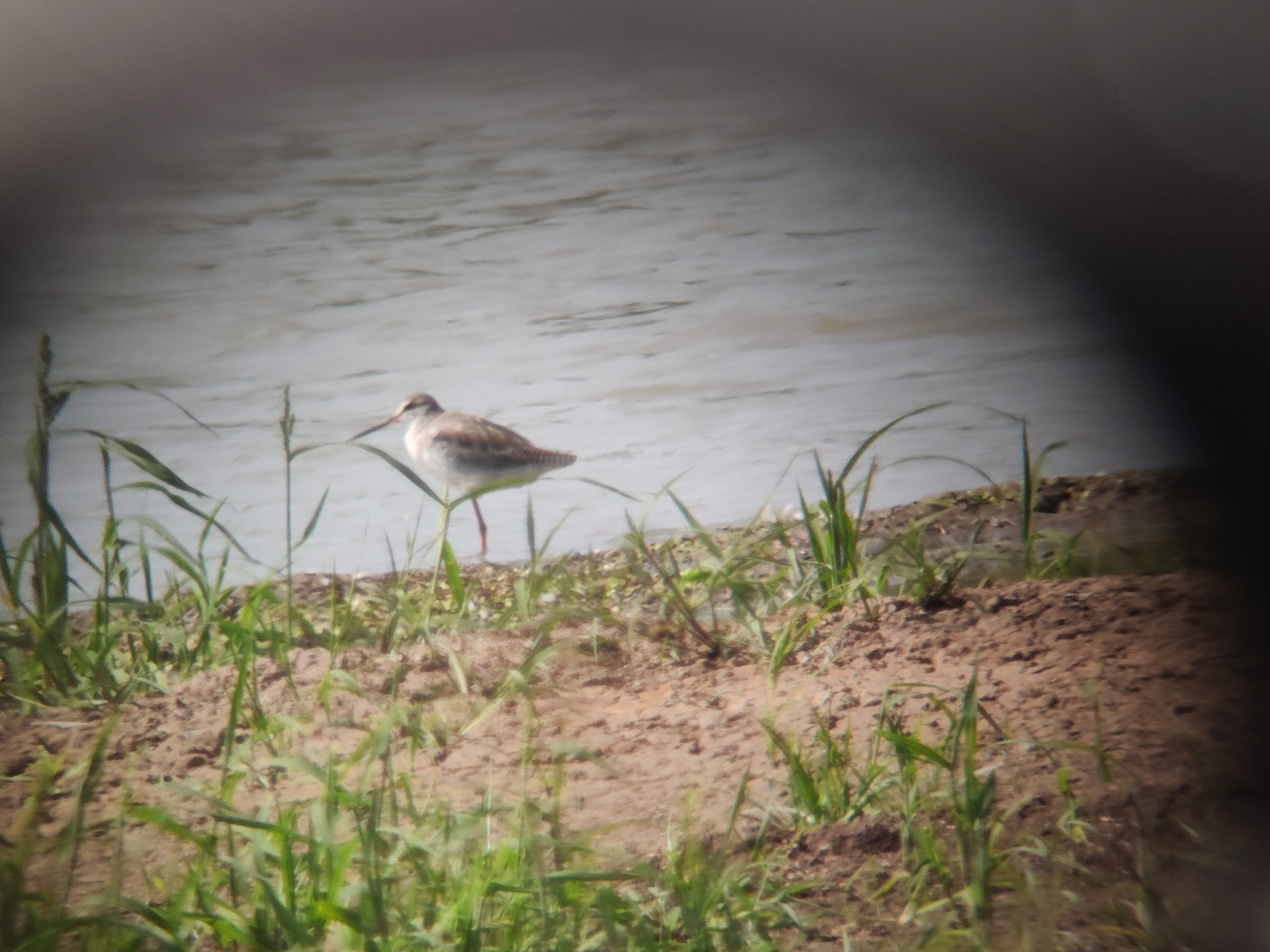 Spotted Redshank