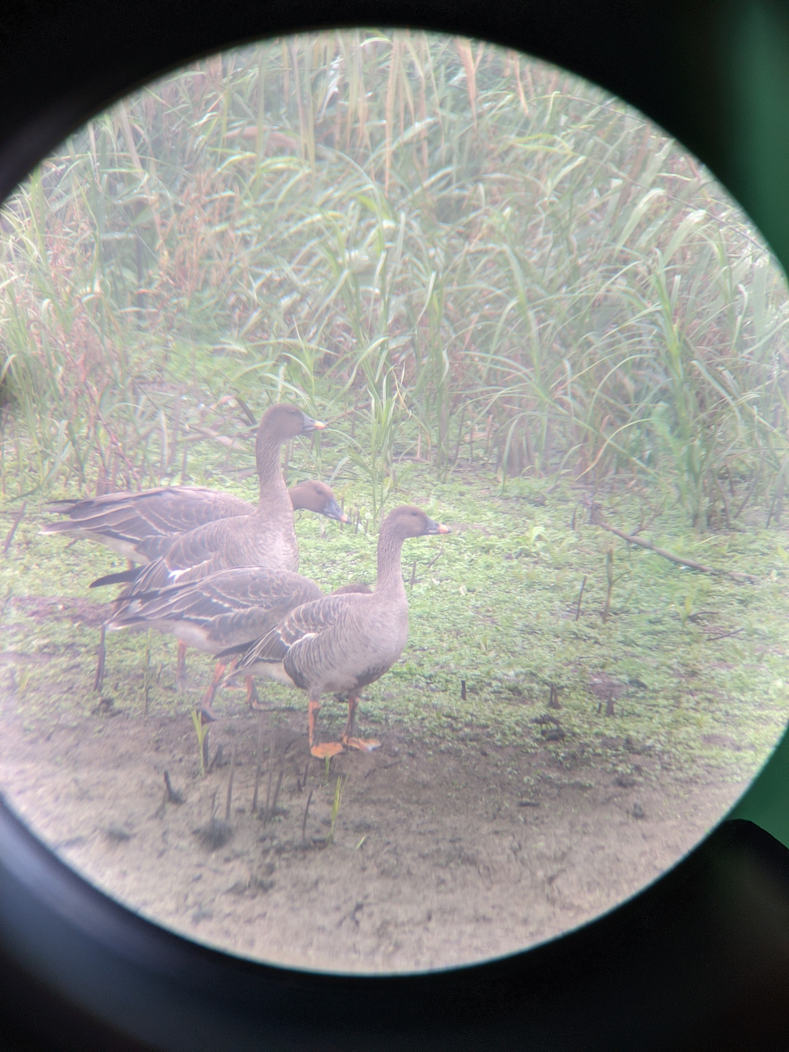 Tundra Bean Goose