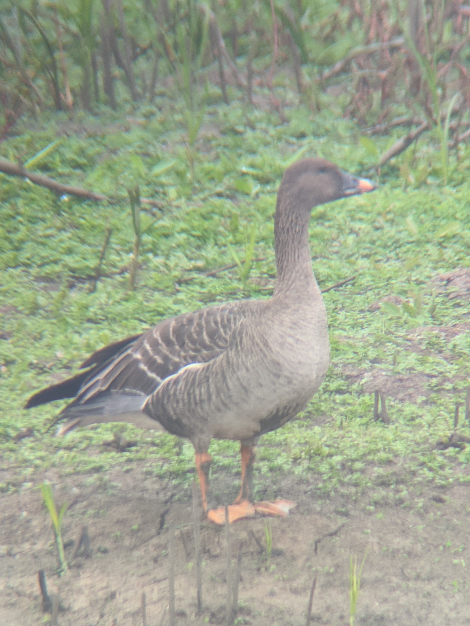 Tundra Bean Goose