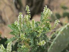 Eysenhardtia orthocarpa