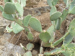Opuntia laevis