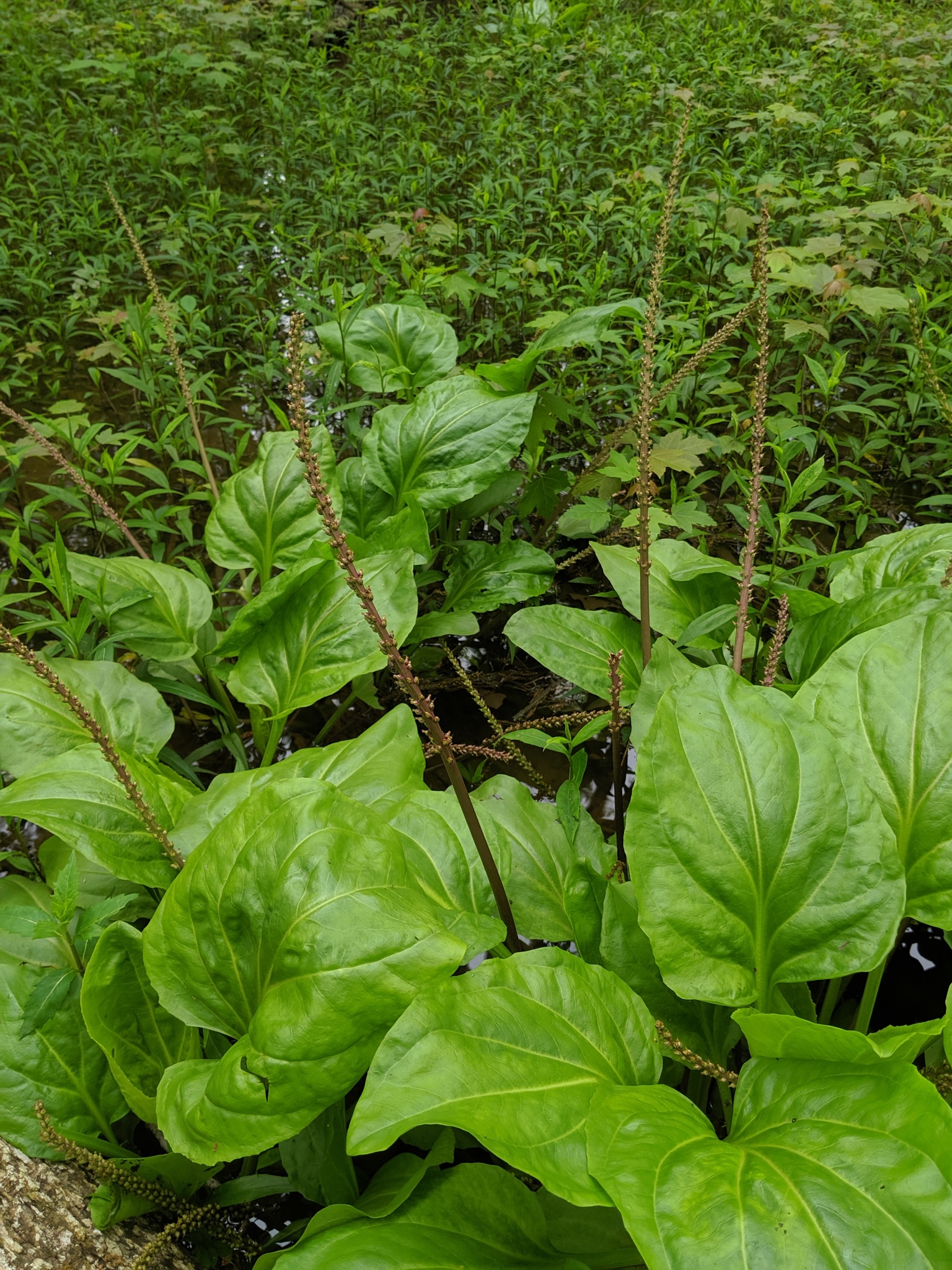 Plantago cordata