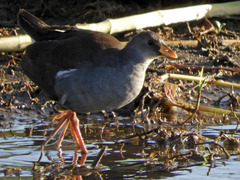 Paragallinula angulata