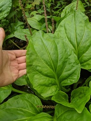 Plantago cordata