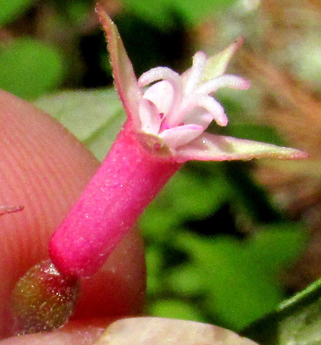 Fuchsia encliandra (Fuchsia encliandra)