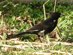 Bubalornis albirostris