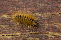 Lepidoptera