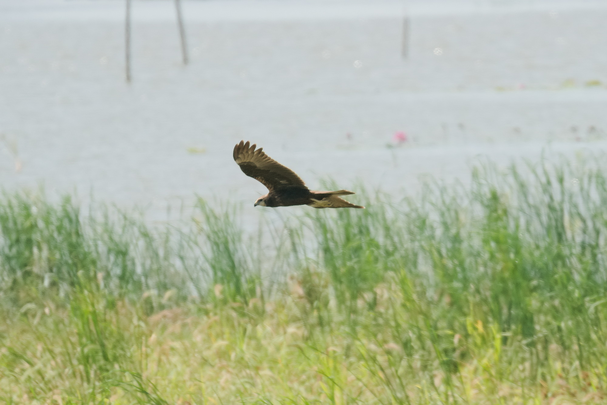 Eastern Marsh Harrier