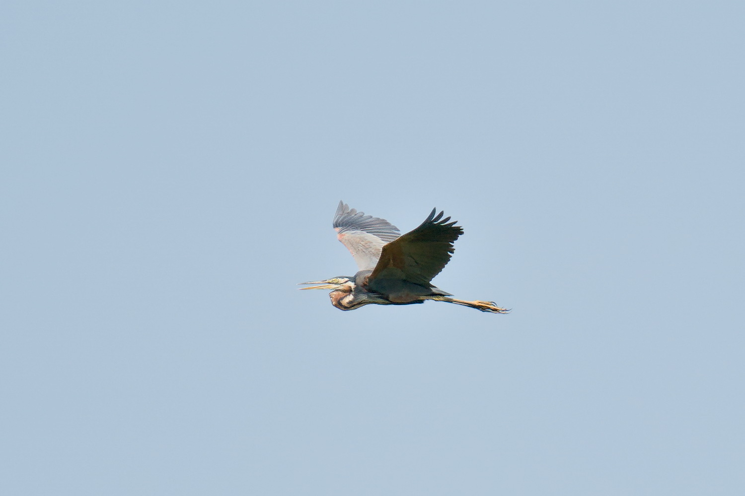 Purple Heron