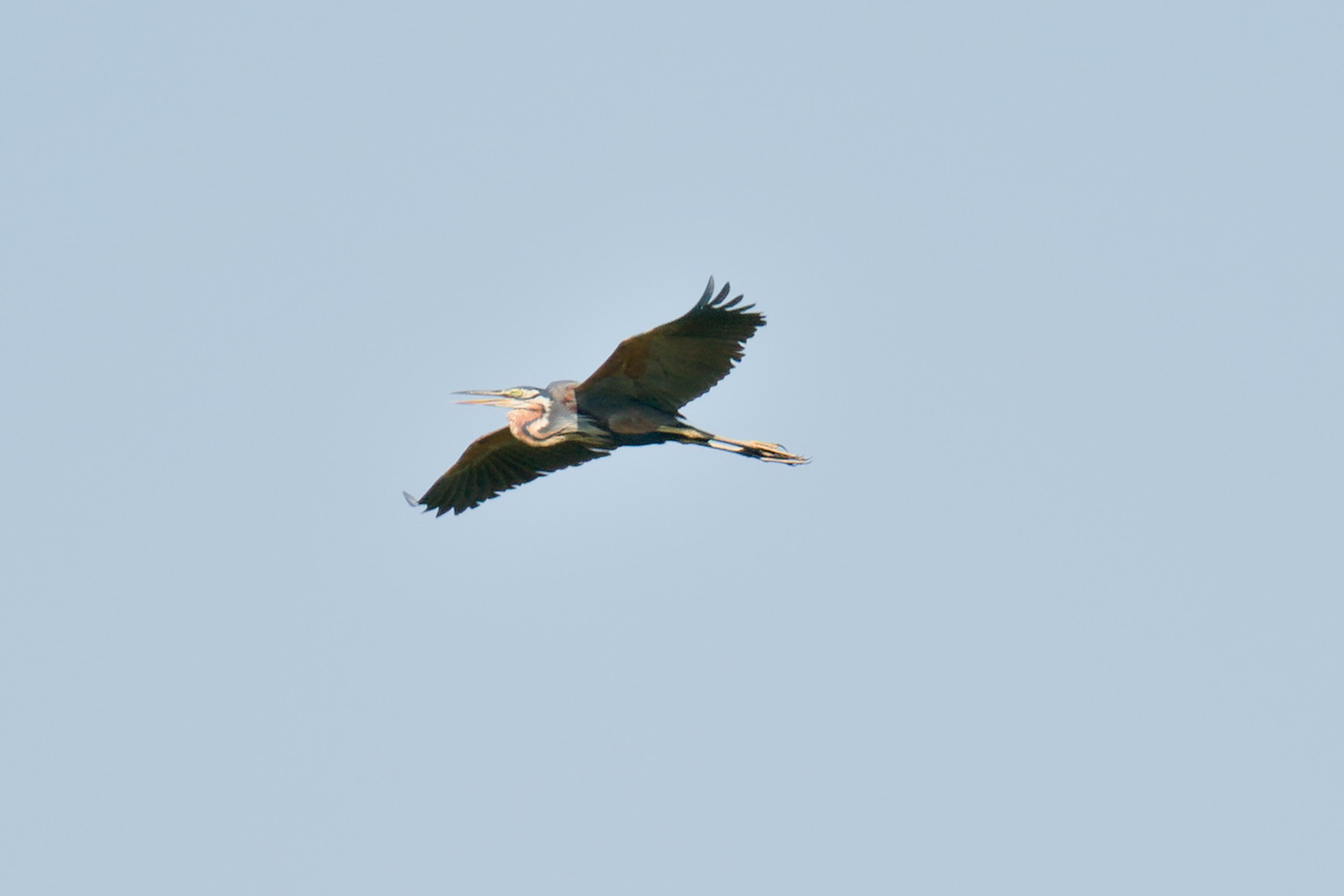 Purple Heron