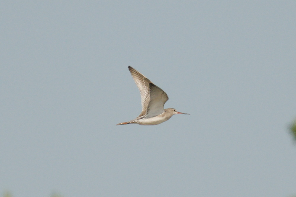 Spotted Redshank