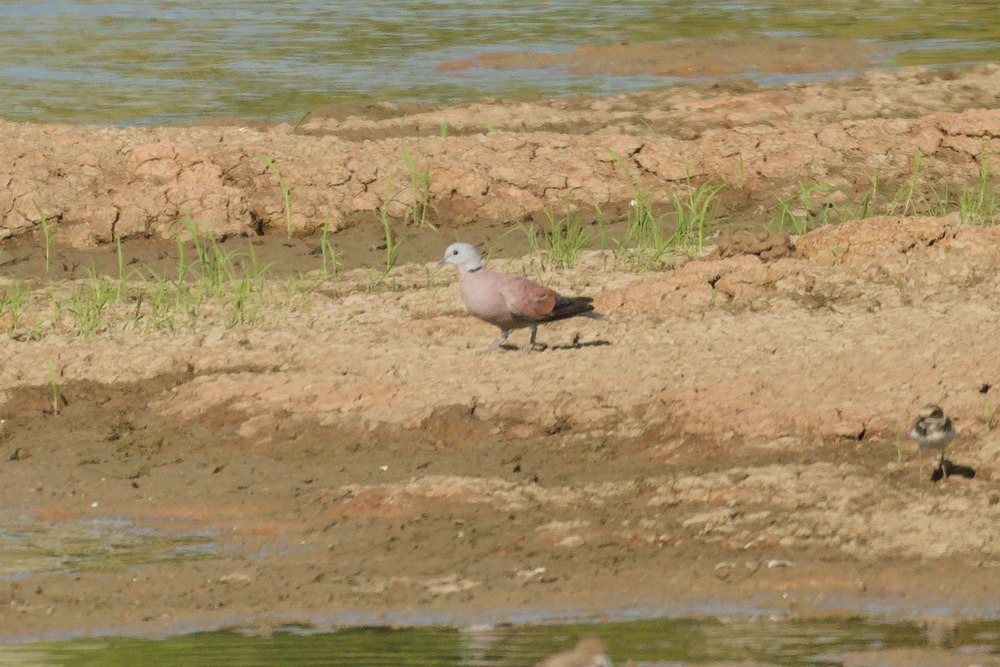 Red Collared Dove