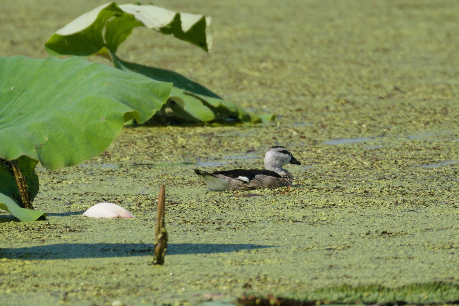 Cotton Pygmy Goose