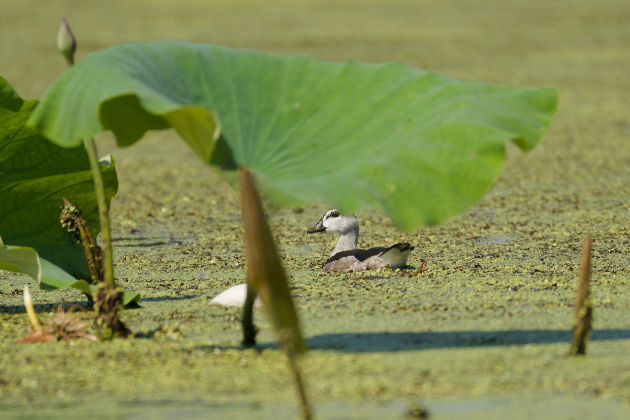 Cotton Pygmy Goose