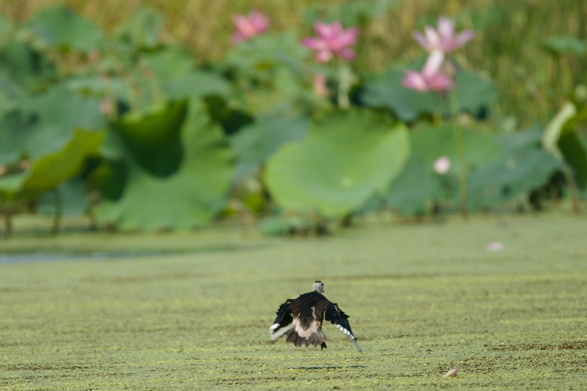 Cotton Pygmy Goose