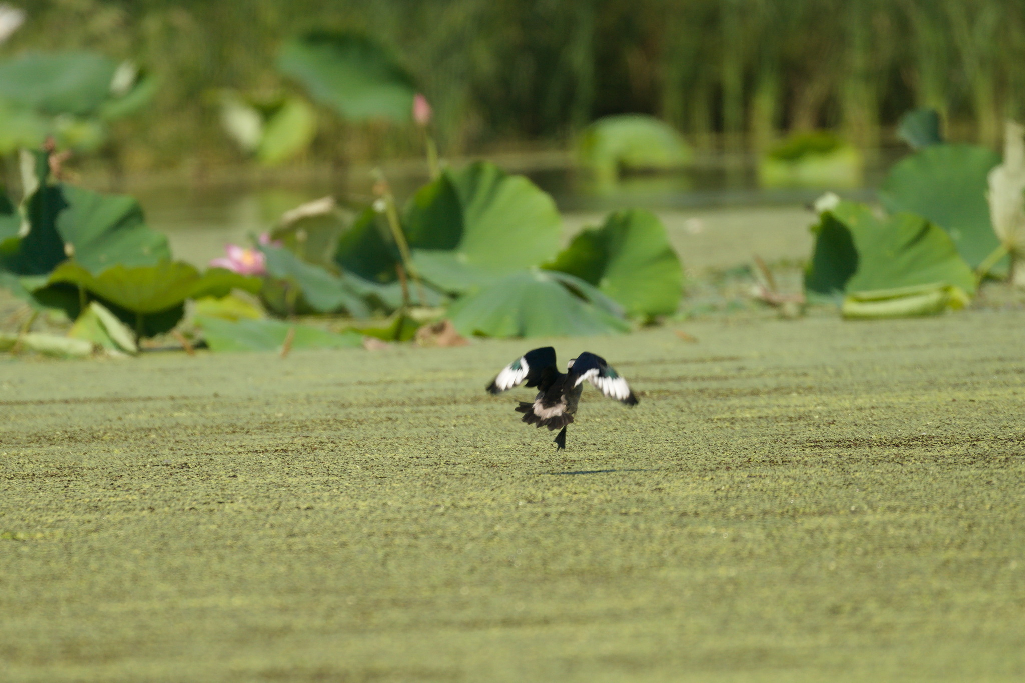 Cotton Pygmy Goose