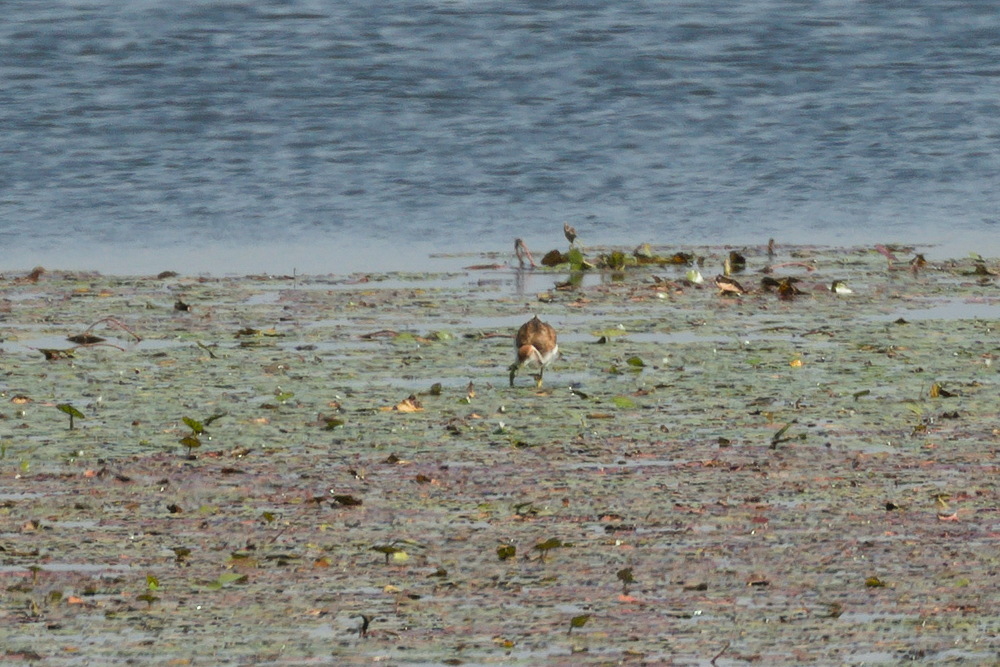Pheasant-tailed Jacana