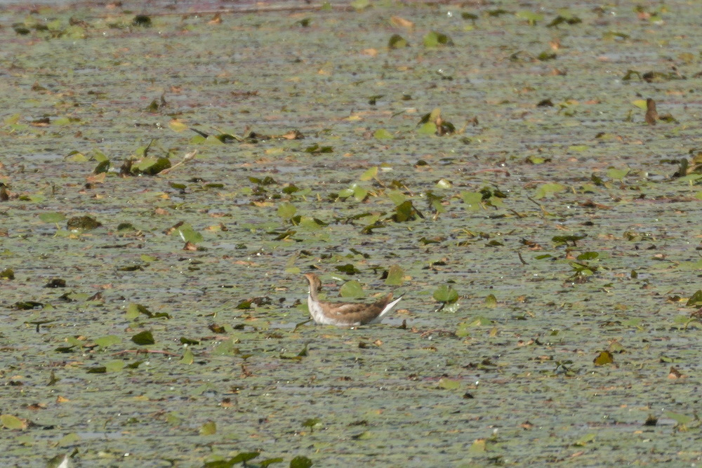 Pheasant-tailed Jacana