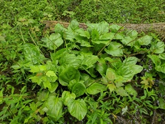 Plantago cordata