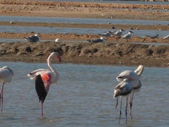 Phoenicopterus roseus