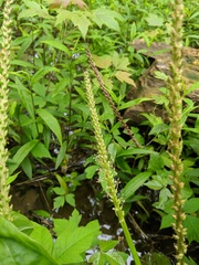 Plantago cordata