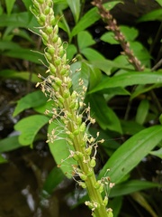 Plantago cordata