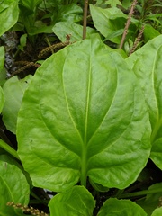 Plantago cordata