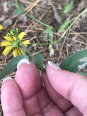 Rudbeckia amplexicaulis