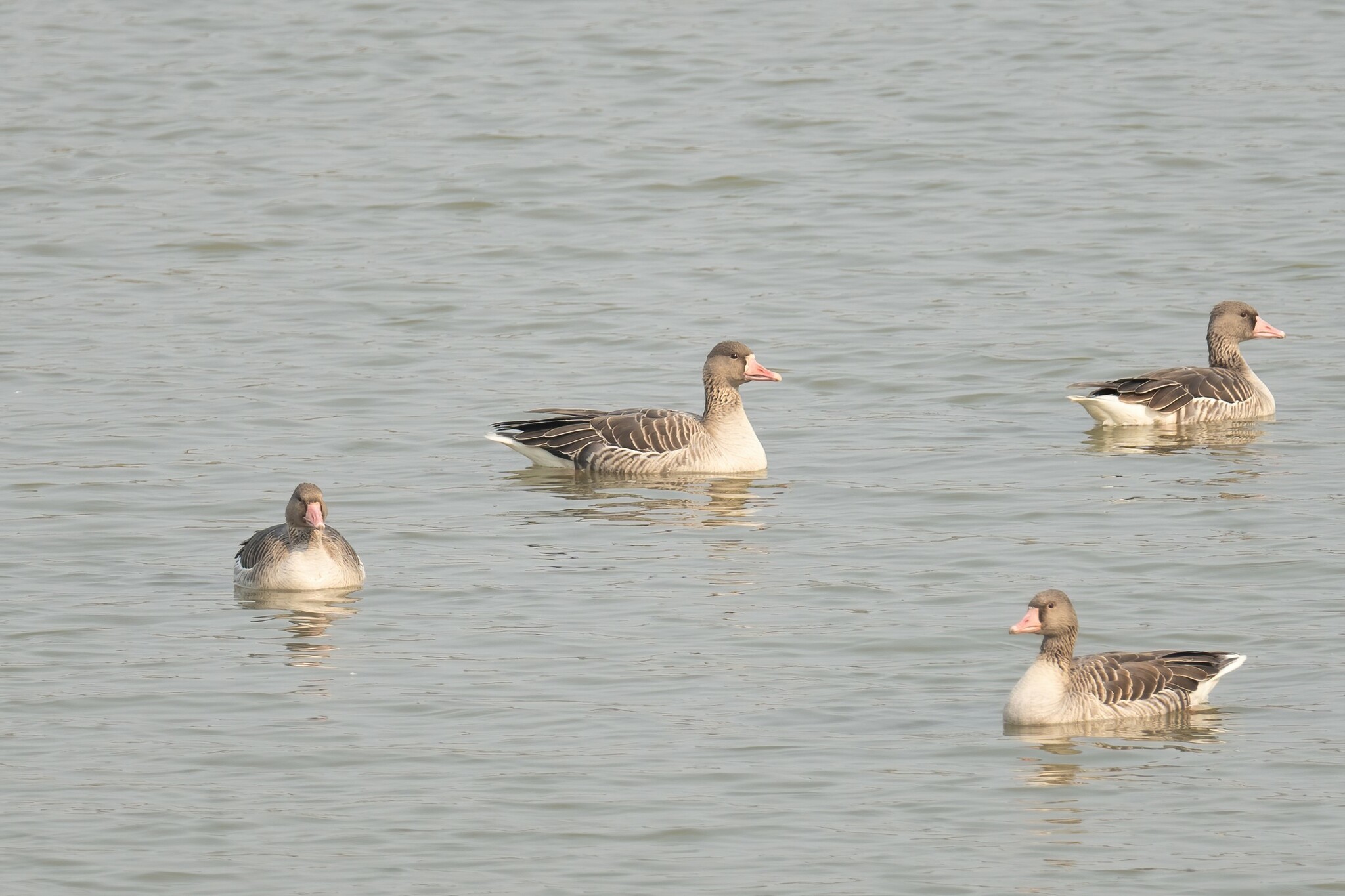 Greylag Goose