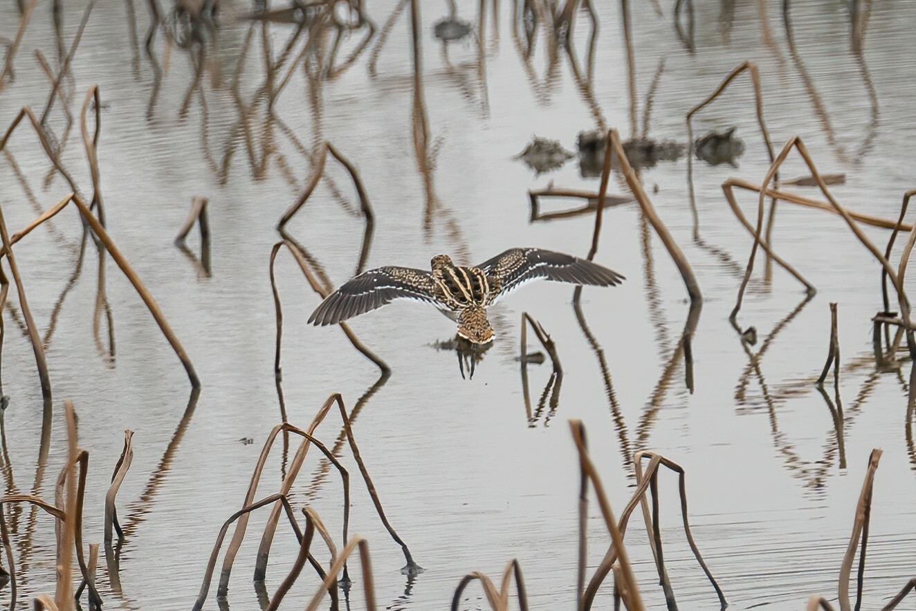 Common Snipe