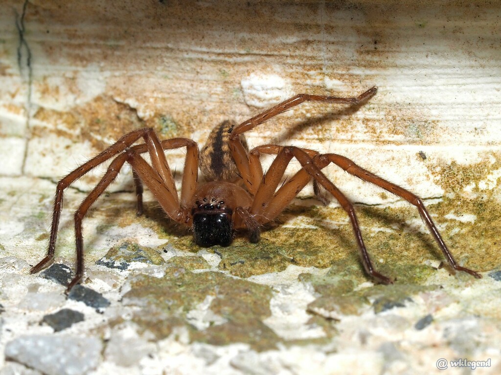 Golden Huntsman Spiders from Fanling, Hong Kong on July 4, 2024 at 12: ...