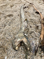 Anarrhichthys ocellatus