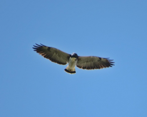 White-tailed Hawk