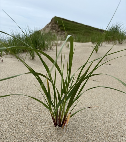 Ammophila observed 2024-07-02