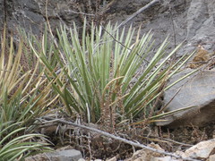 Agave schottii